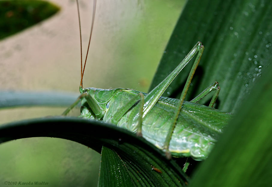 nächtlicher Besucher