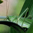 nächtlicher Besucher