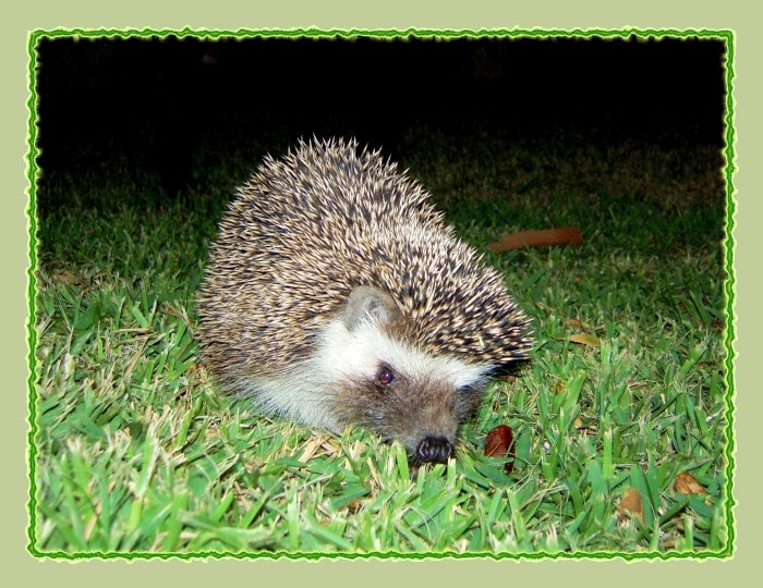 Nächtlicher Besucher