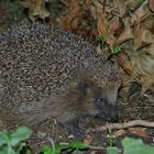 Nächtlicher Besucher - ein Igel !