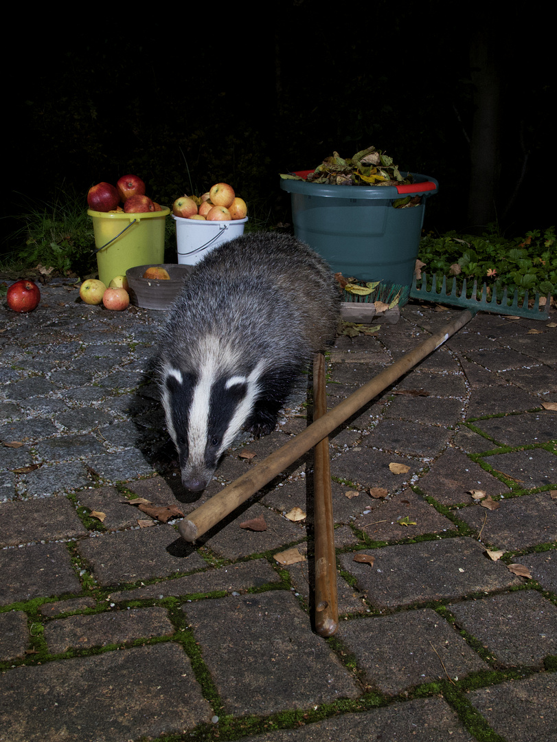 Nächtlicher Besucher im Garten…