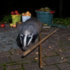 Nächtlicher Besucher im Garten…