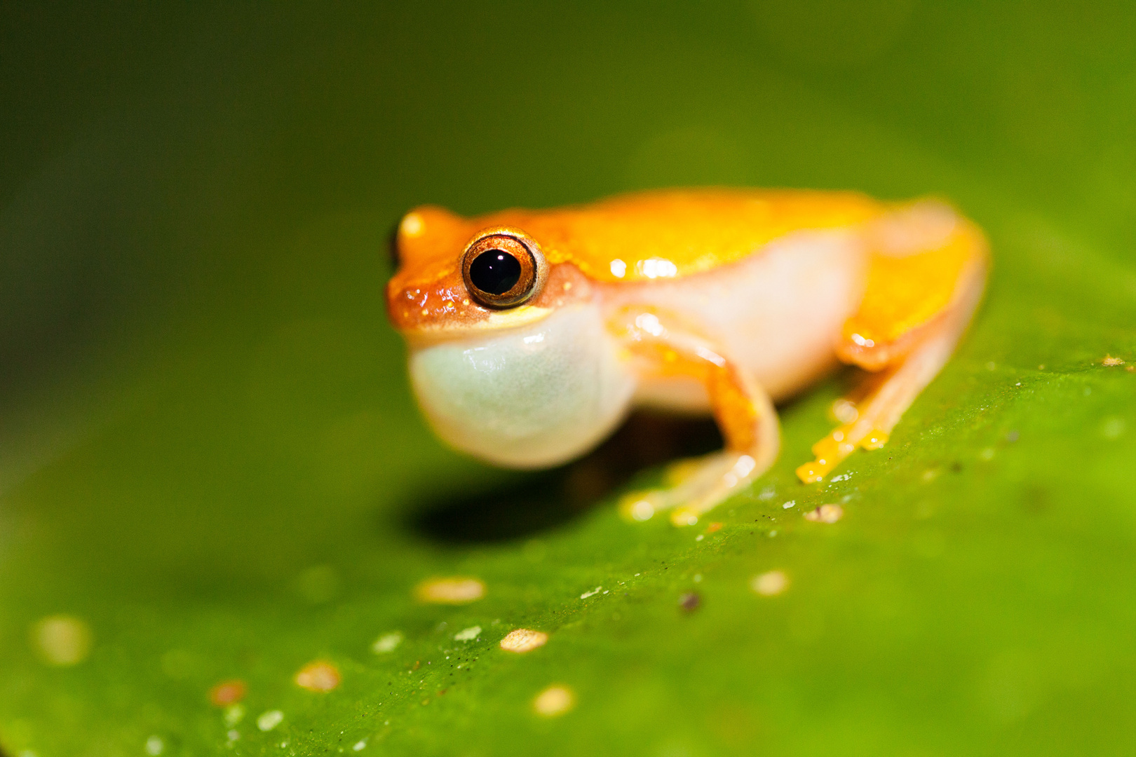 Nächtlicher Besucher im Regenwald