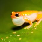 Nächtlicher Besucher im Regenwald