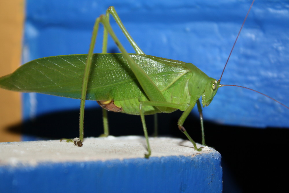 Nächtlicher Besucher in Indien