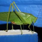 Nächtlicher Besucher in Indien