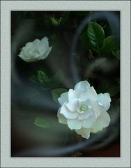 Nächtlicher Duft der Gardenie / la fragranza notturna della gardenia