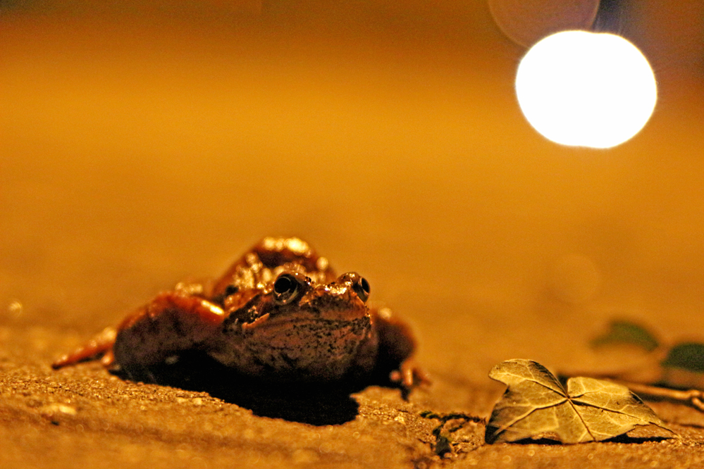 Nächtlicher Frosch