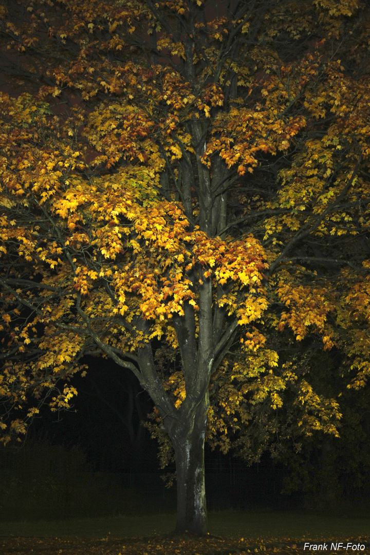 Nächtlicher Herbst