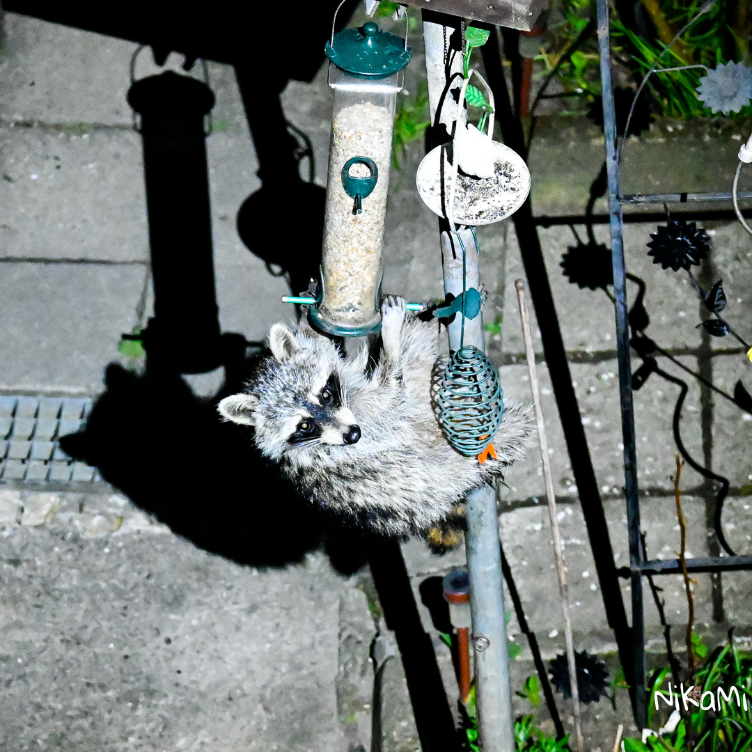 Nächtlicher komischer Vogel an der Futtersäule 