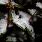 .....nächtlicher Schneespaziergang...