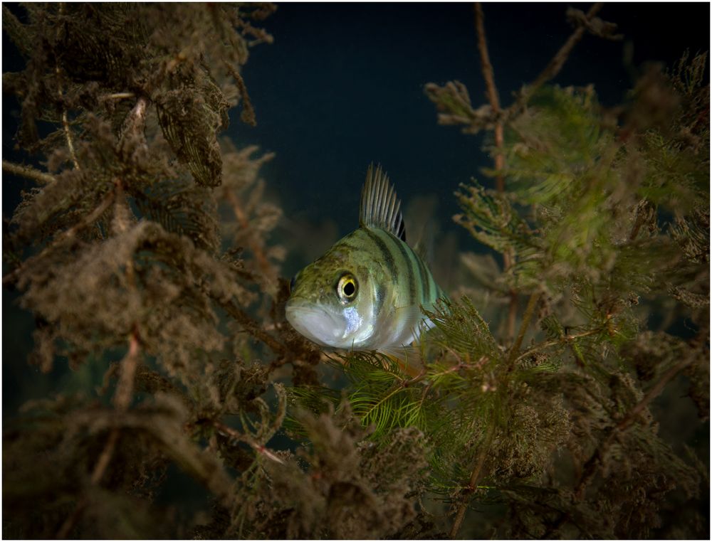 Nächtliches Nest