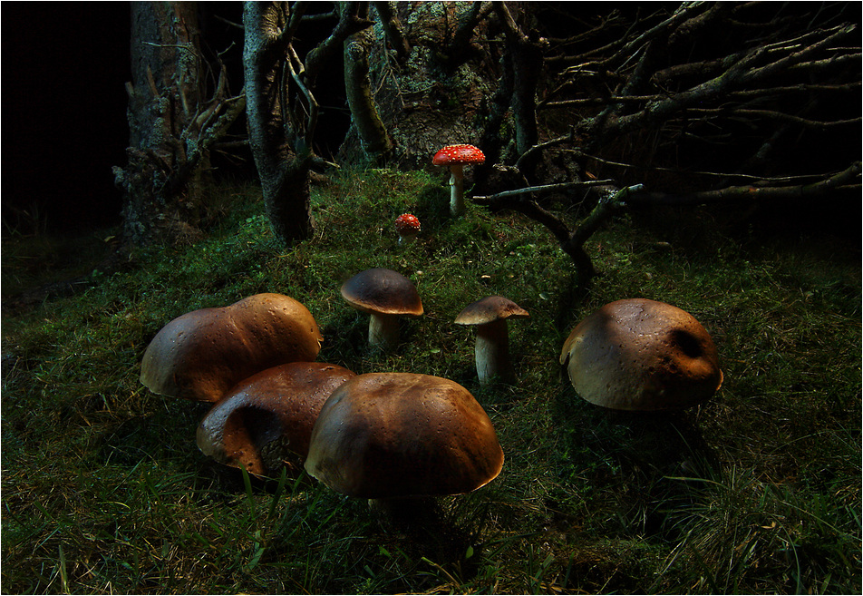 Nächtliches Steinpilztreffen im Fliegenpilzwald