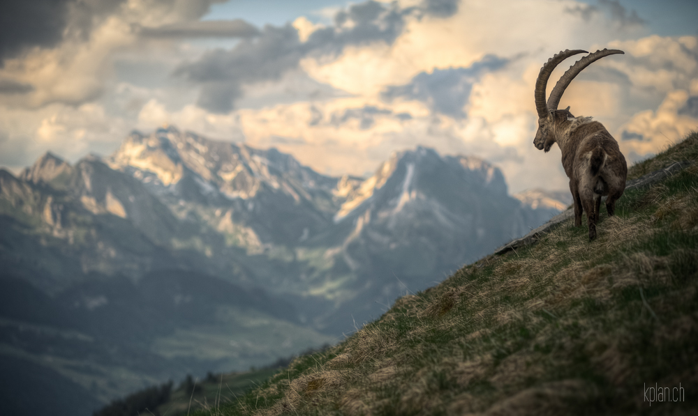 ^ Nägeliberg: Steinbock-Porträit ^