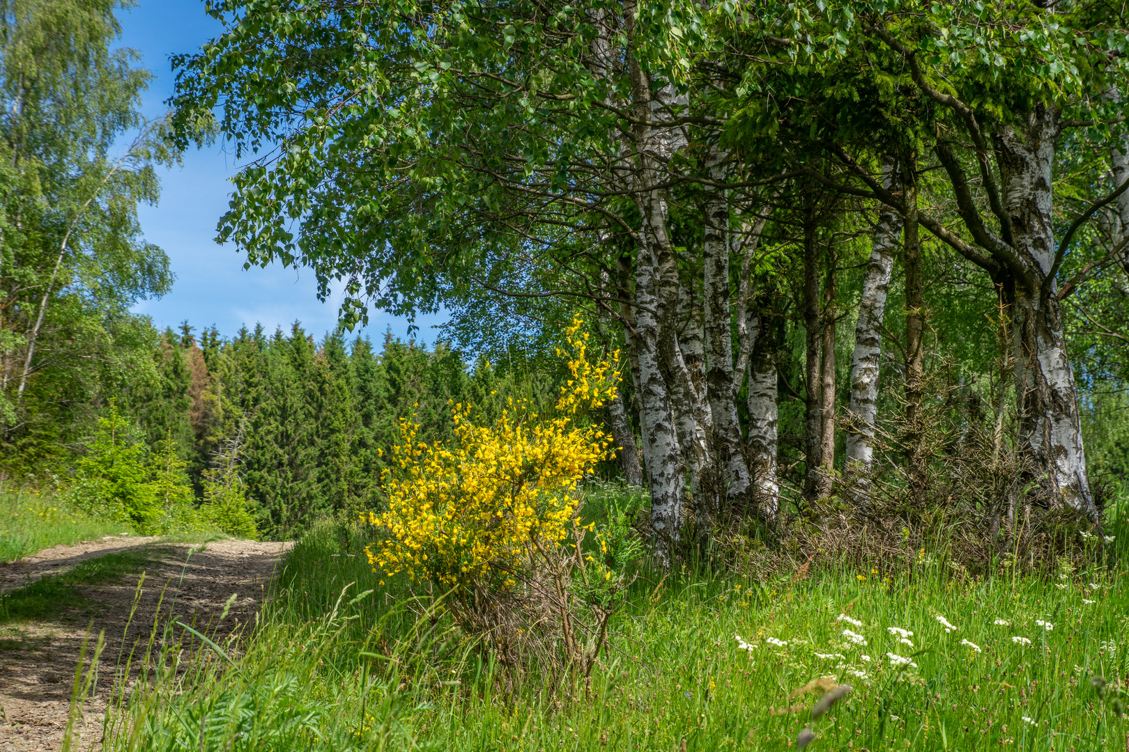 Nähe Bennekenstein I - Oberharz