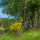 Nähe Bennekenstein I - Oberharz