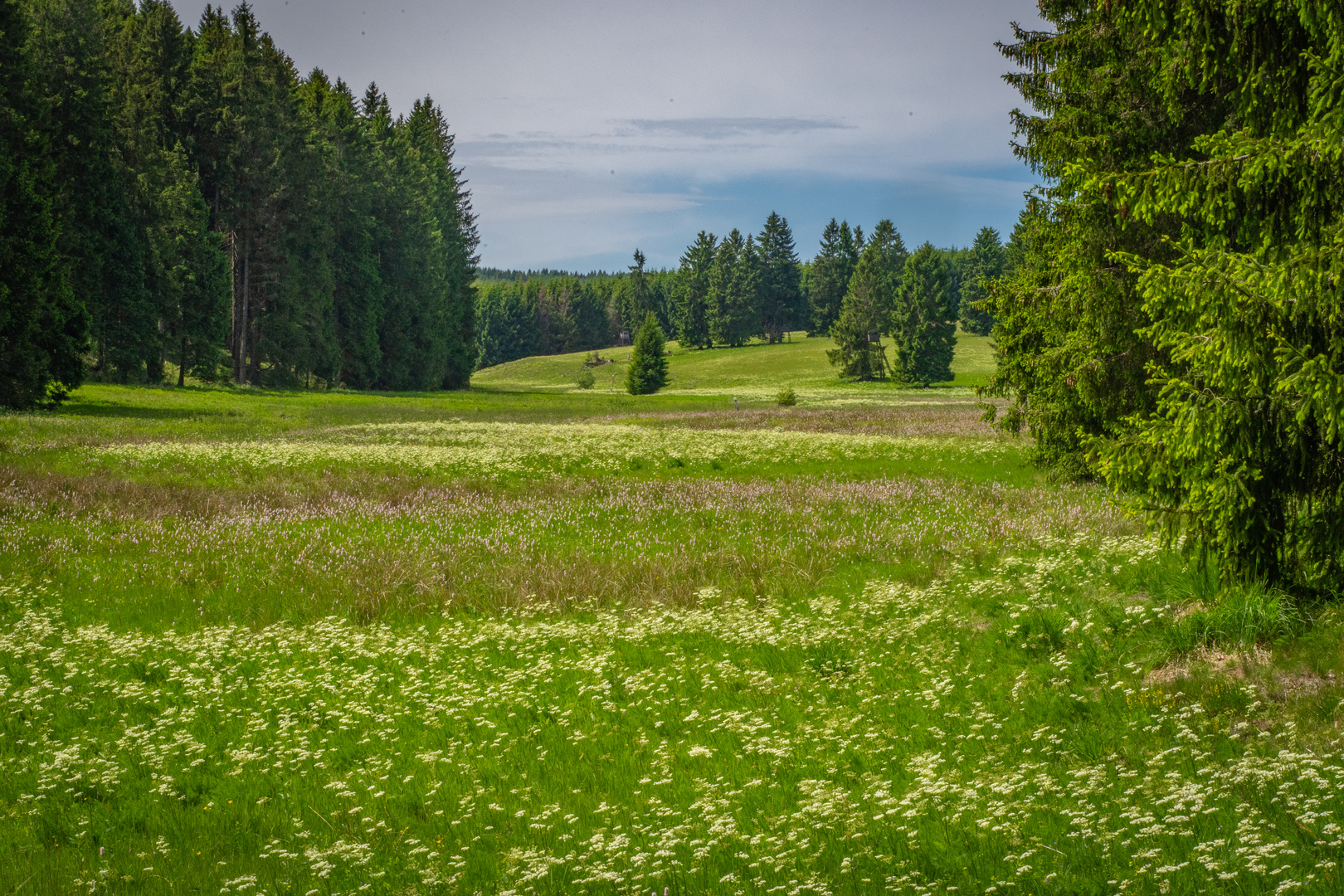 Nähe Bennekenstein XII - Oberharz