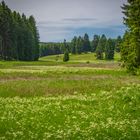 Nähe Bennekenstein XII - Oberharz