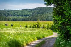 Nähe Bennekenstein XIII - Oberharz