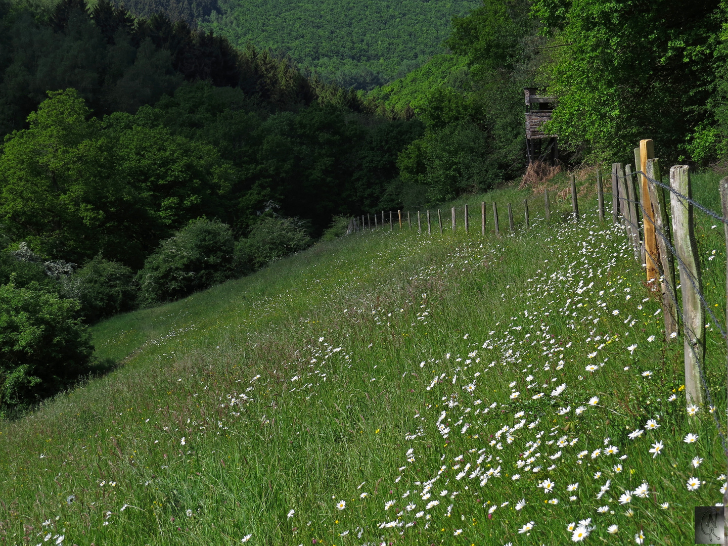 Nähe Brandenberg /Eifel