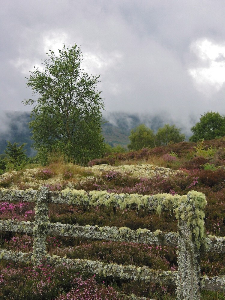 Nähe Drumnadrochit (Loch Ness)