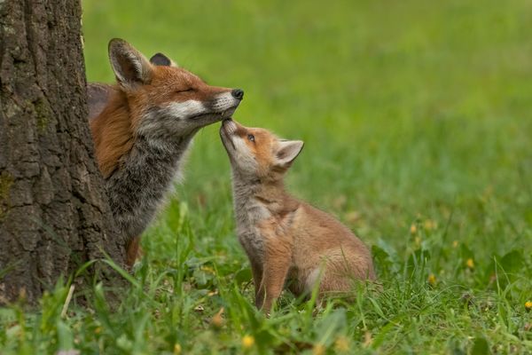 Nähe - Fuchsjagd stoppen 