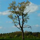 Nähe Tiergarten