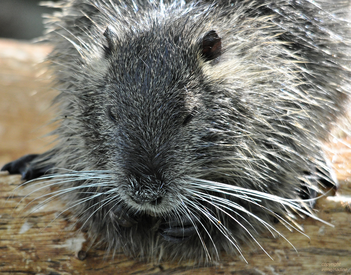 Nähe zum NUTRIA