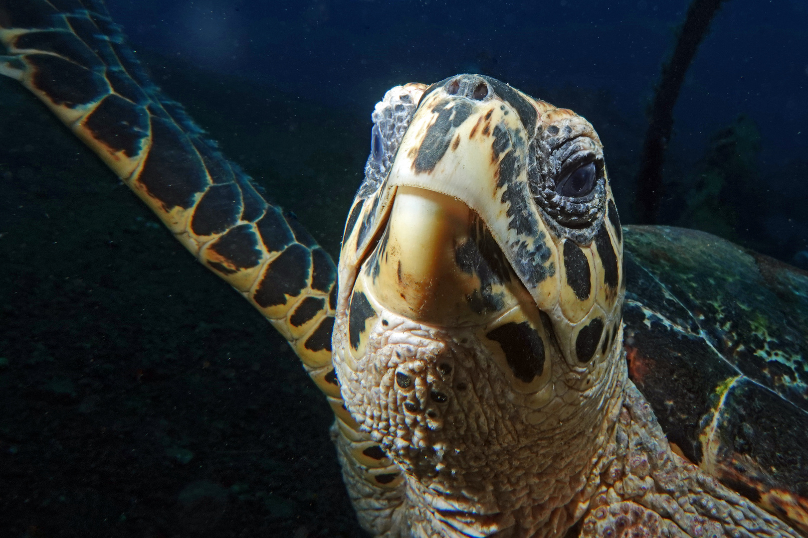 Näher geht nimmer... Foto & Bild asia, indonesia, tiere Bilder auf