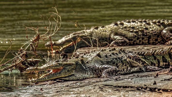 Näher wollte ich dann doch nicht 'ran...