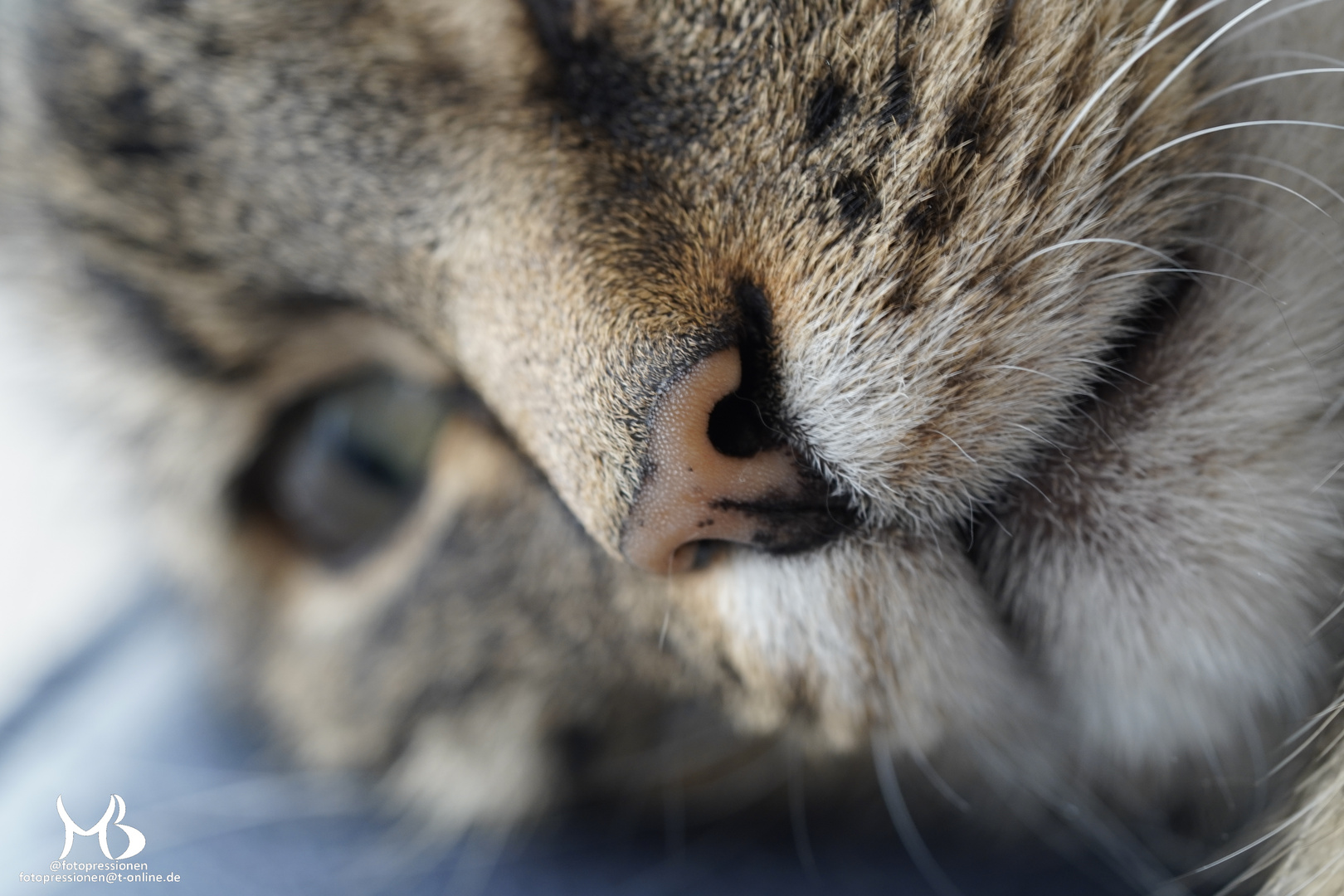 Näschen einer schlafende Hauskatze