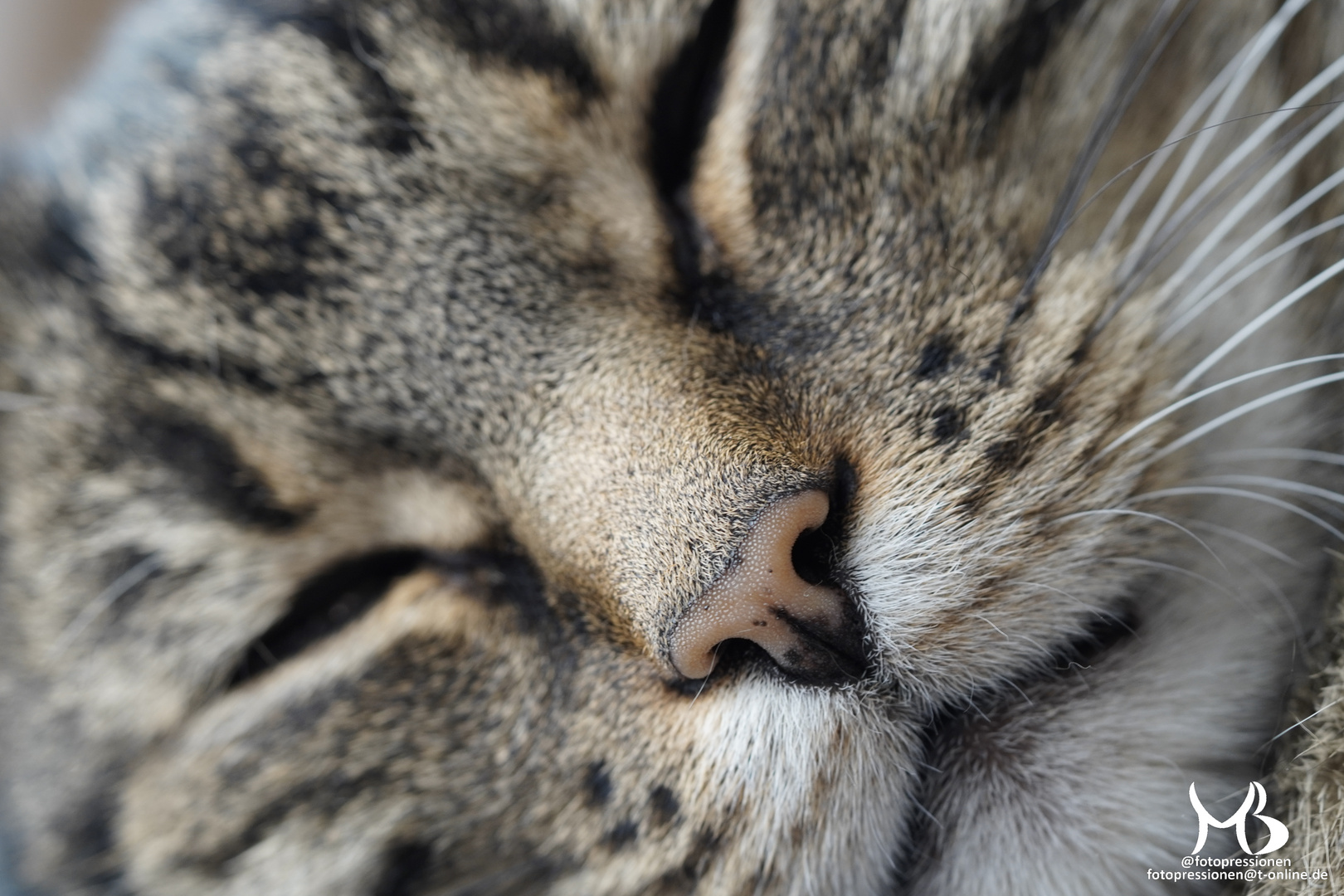 Näschen einer schlafende Hauskatze mit halb geschlossenen Augen