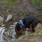 Näschen in das Wasser...