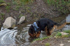 Näschen in das Wasser...