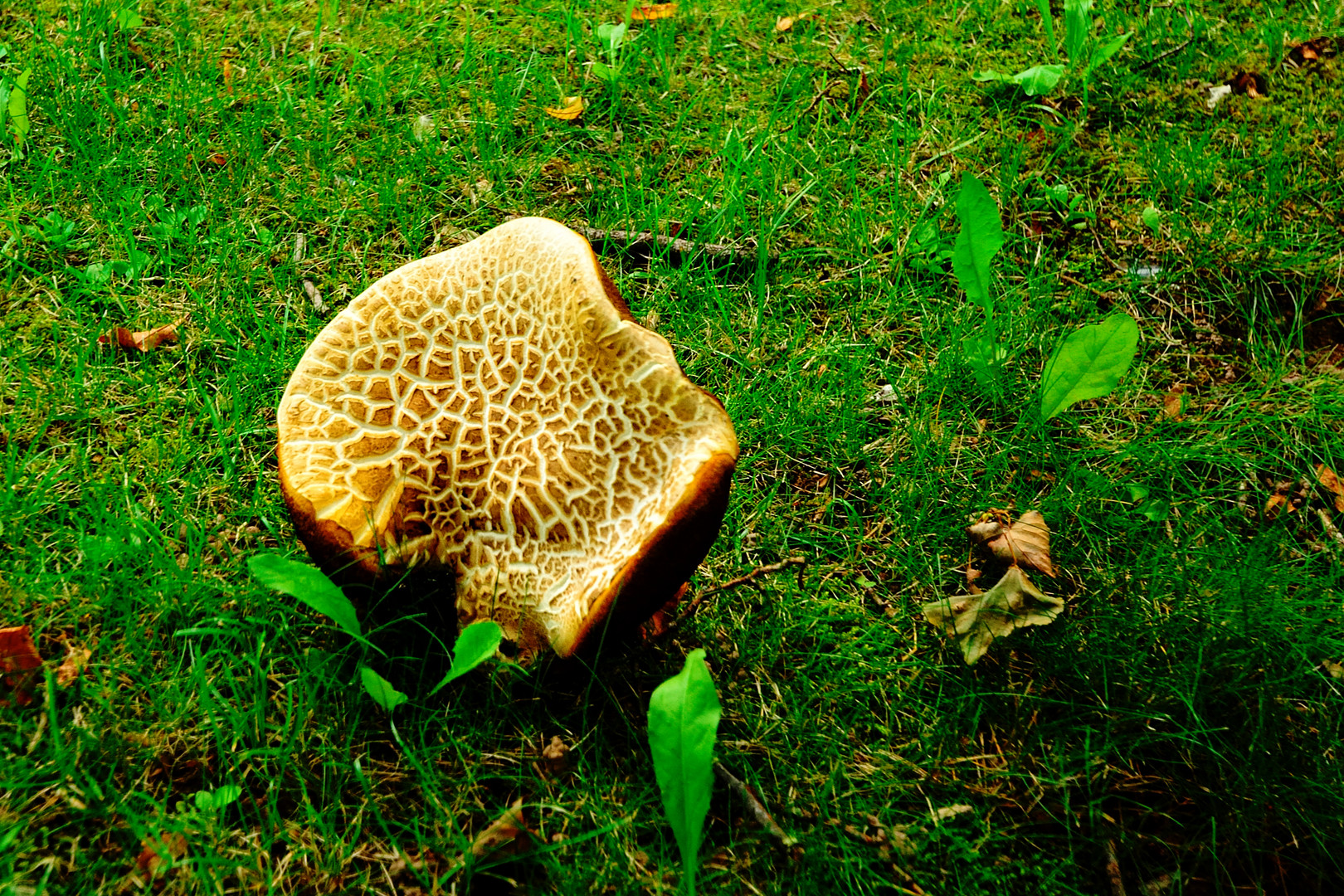 Nässe und Wärme lässt die Pilze wachsen