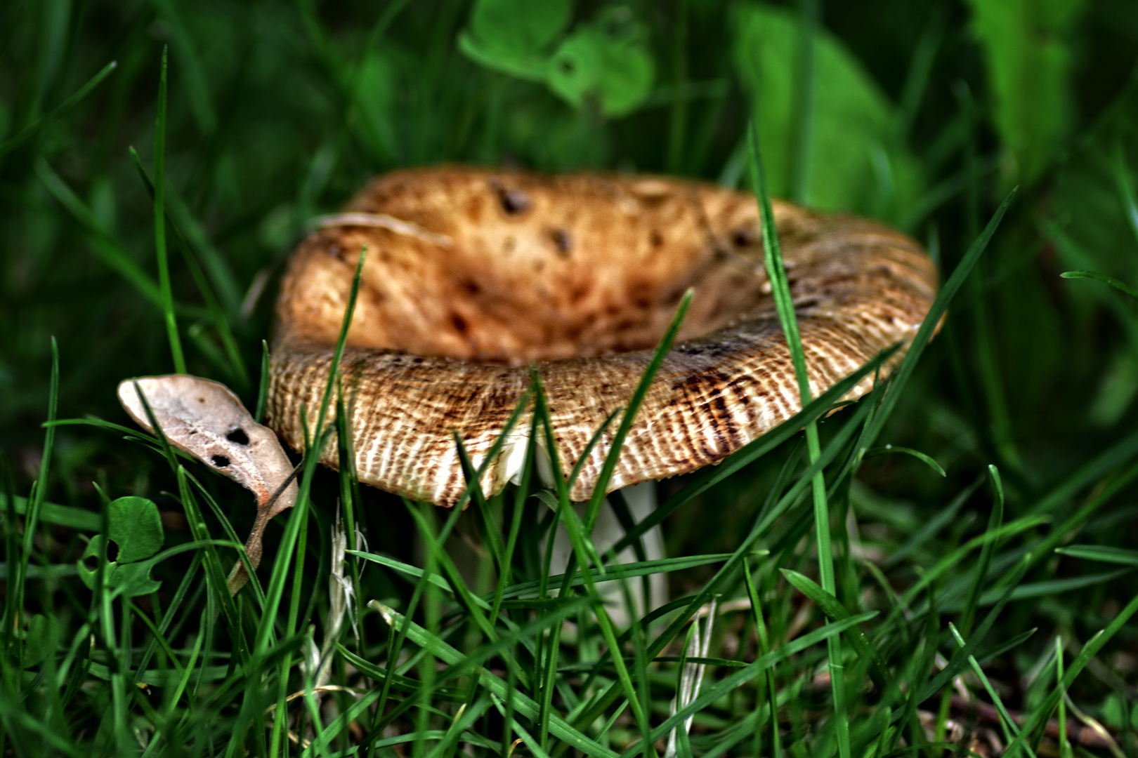 Nasse Und Warme Lasst Die Pilze Wachsen Bild 2 Foto Bild