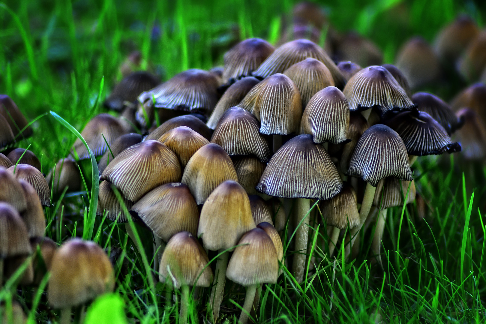 Nasse Und Warme Lasst Die Pilze Wachsen Bild 3 Foto Bild