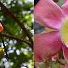 Nagalinga flower