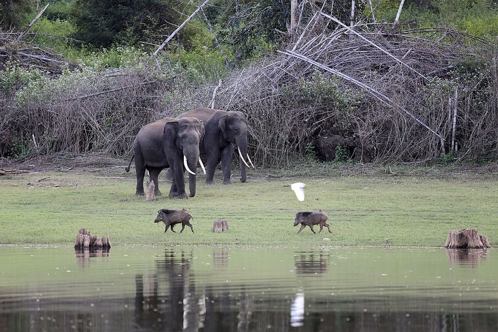 Nagarhole Nationalpark, Indien, Karnataka, #2