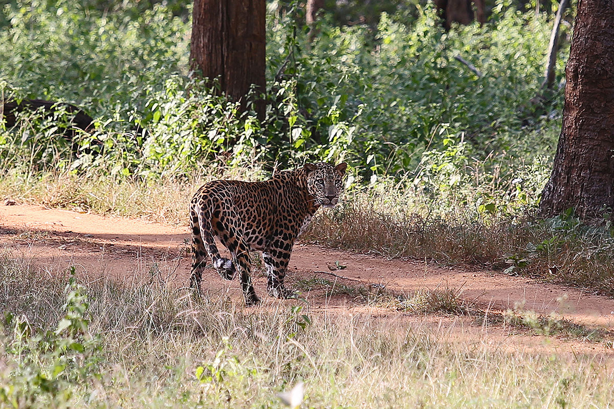 Nagarhole Nationalpark, Indien, Karnataka, #3