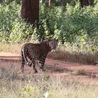 Nagarhole Nationalpark, Indien, Karnataka, #3