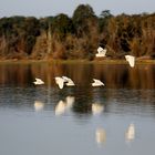 Nagarhole Nationalpark, Indien, Karnataka