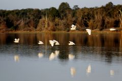 Nagarhole Nationalpark, Indien, Karnataka