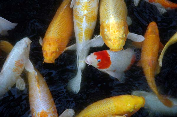 Nagasaki: Koi in Glover's Garden