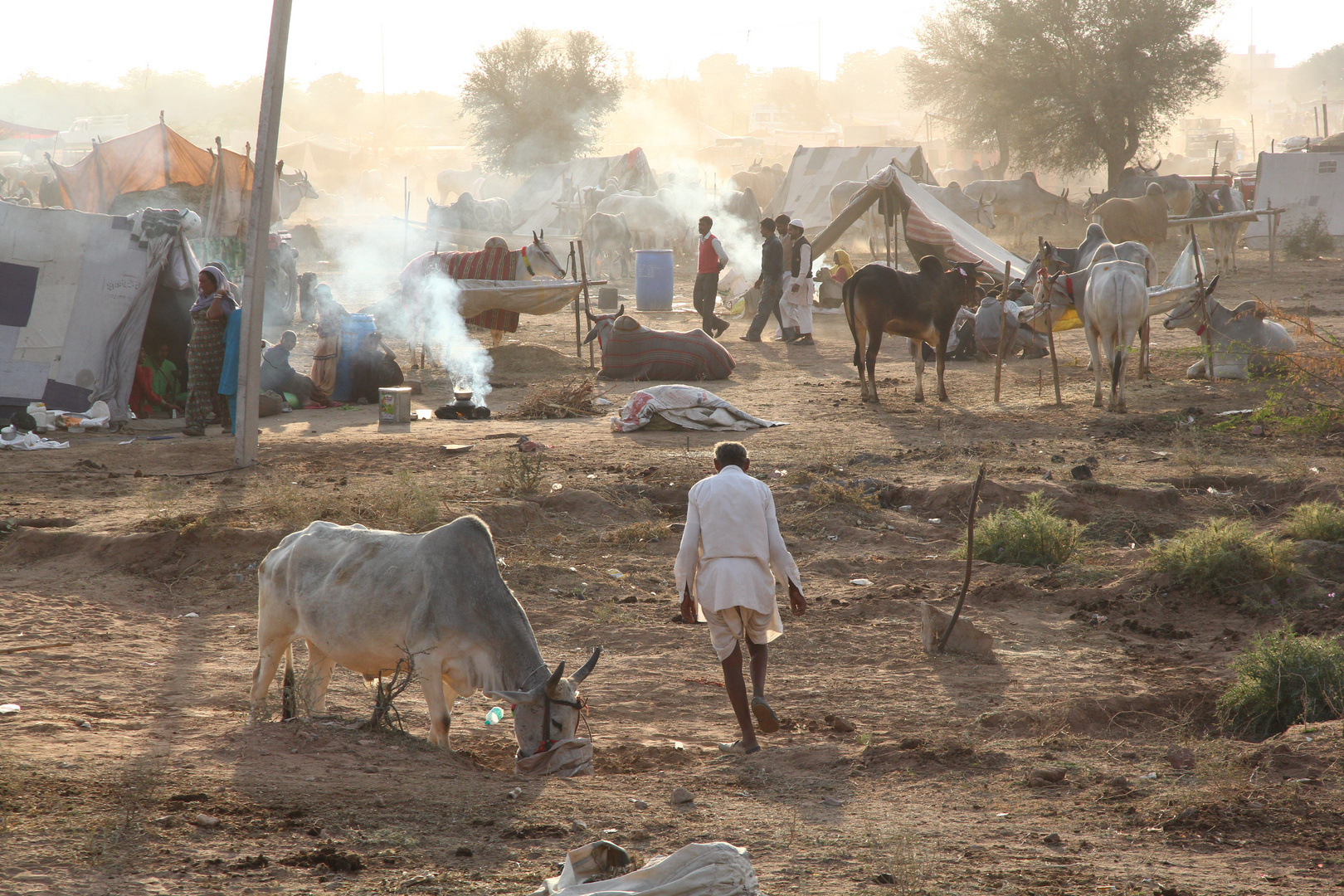 Nagaur Cattle Fair, Rajasthan