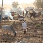 Nagaur Cattle Fair, Rajasthan