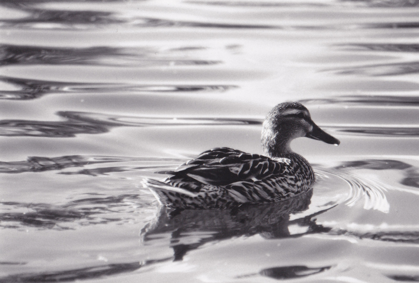 Nage de Canard