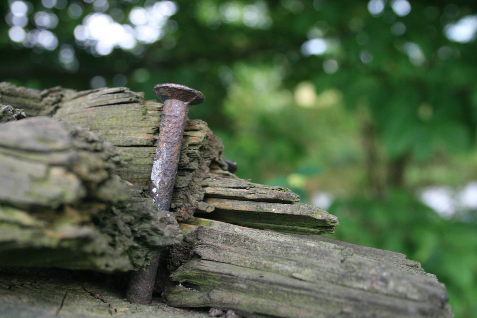 Nagel in der natur