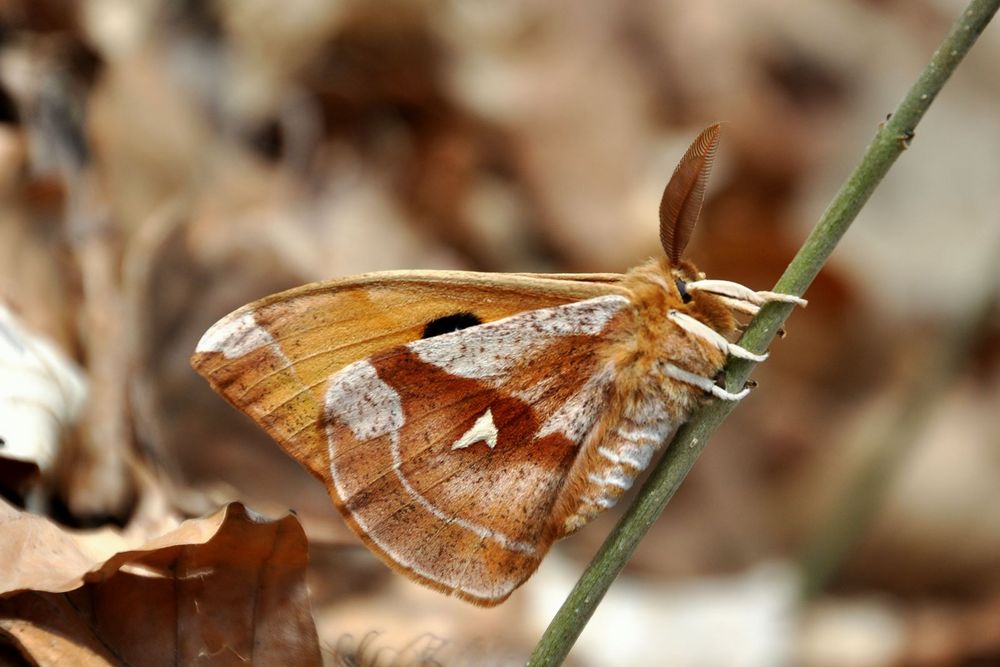 Nagelfleck (Aglia tau)