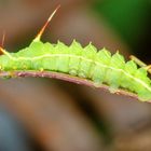 Nagelfleck (Aglia tau)